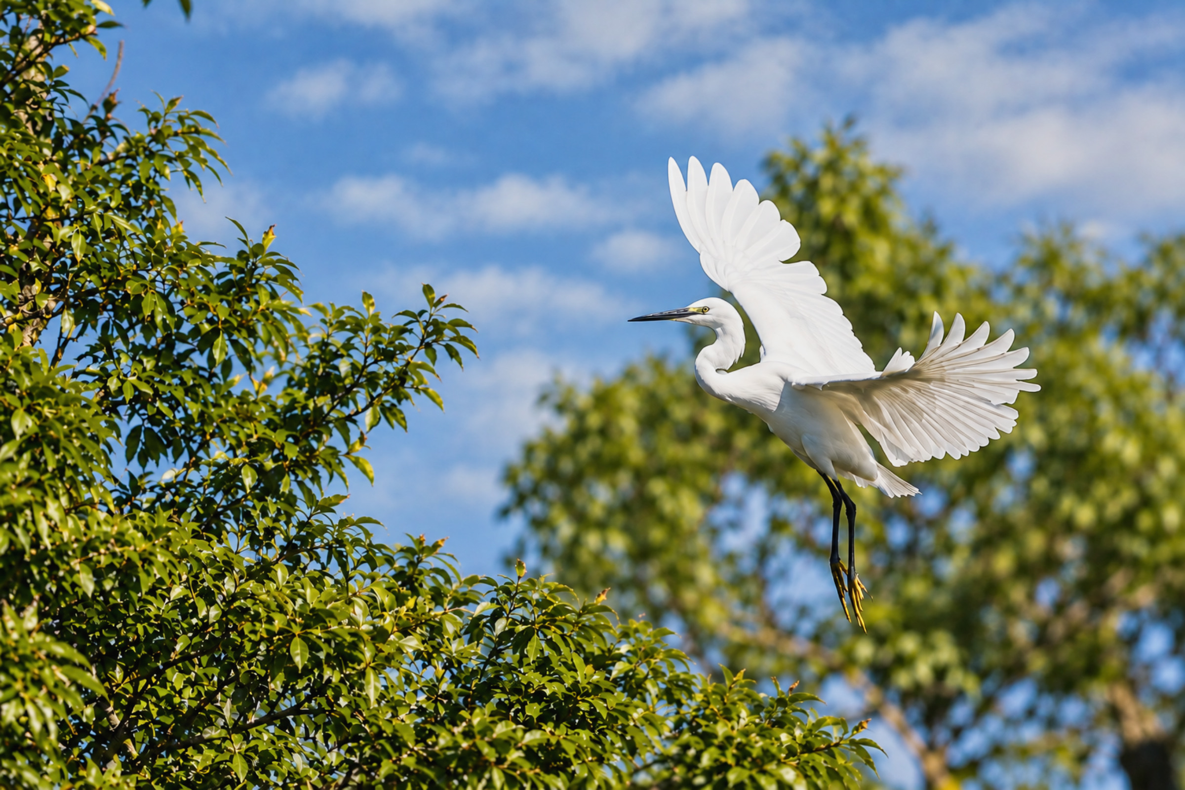 Échappées Nature, Aigrette en vol