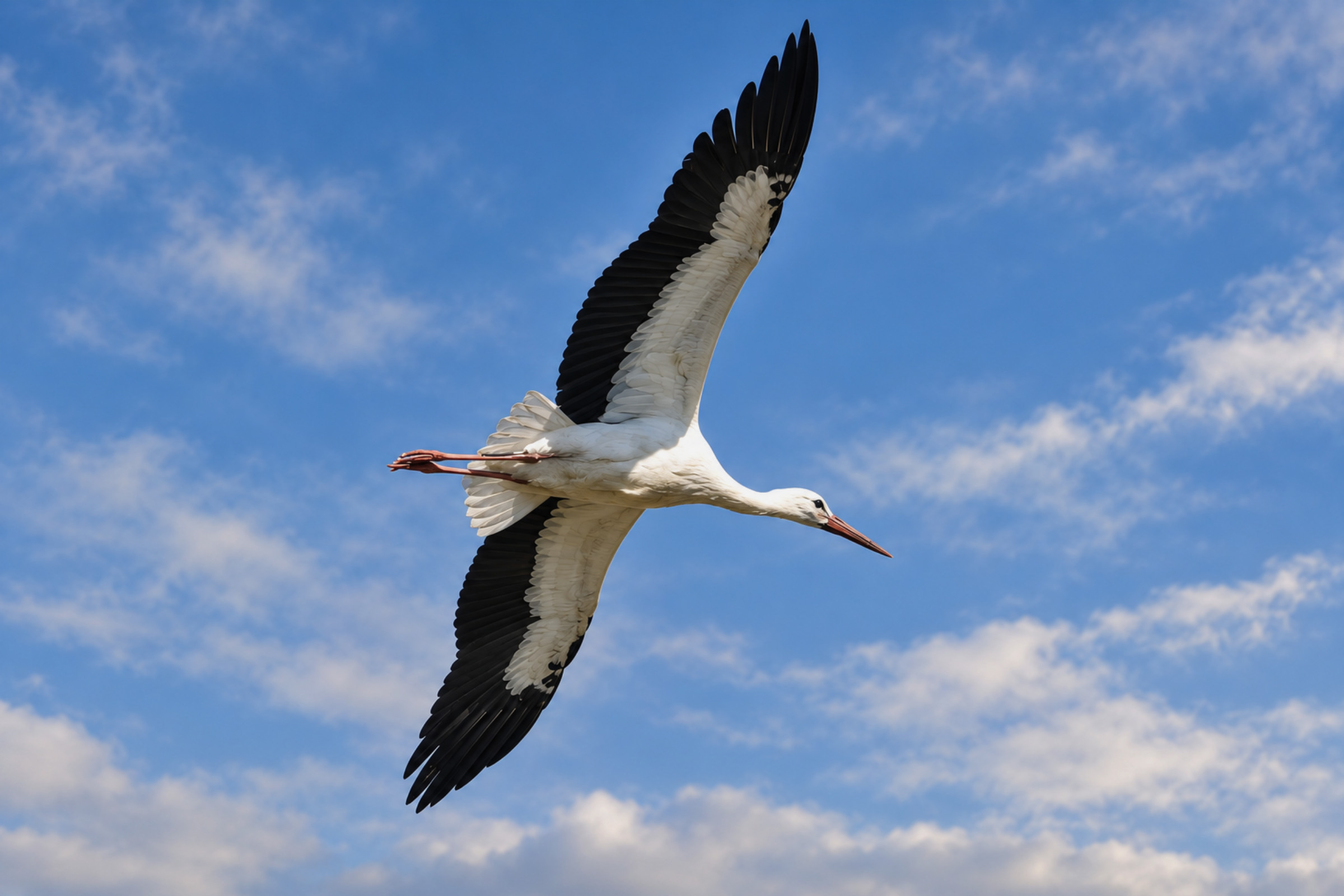 Échappées Nature, Cigogne blanche en plein vol