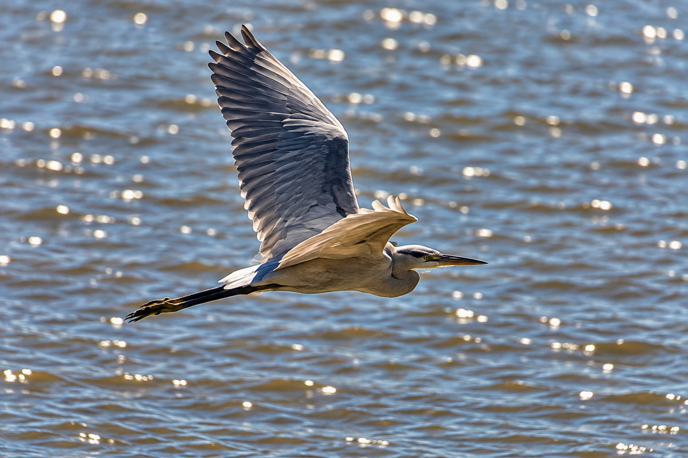 Échappées Nature, Héron en plein vol au dessus de l’eau