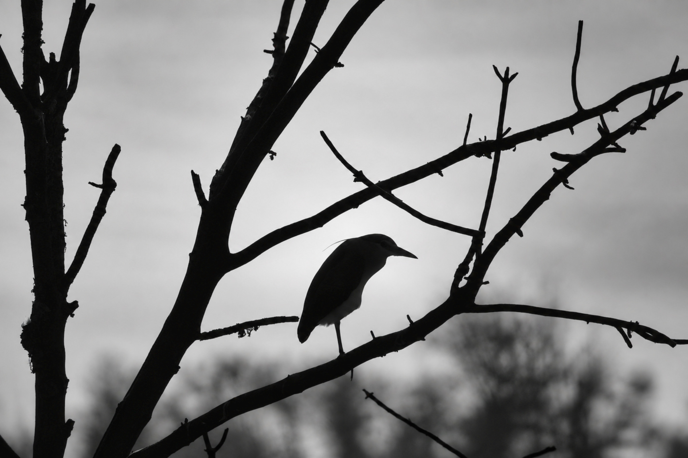 Échappées Nature, la silhouette d'un bihoreau gris