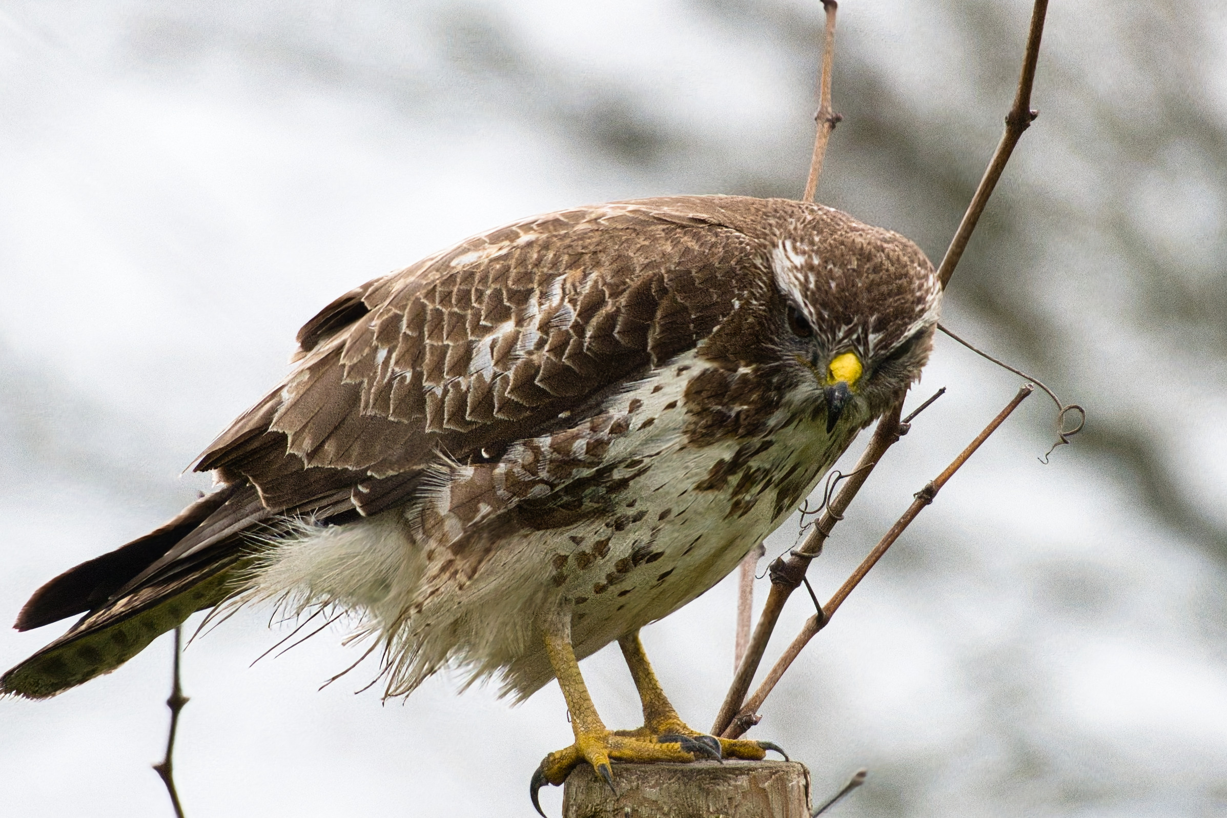 Un superbe rapace, qui chasse à l'affut au bord des routes et des champs. La buse variable se nourrit de micro mammifères et contribue ainsi à limiter de façon naturelle les ravageurs des cultures (4)