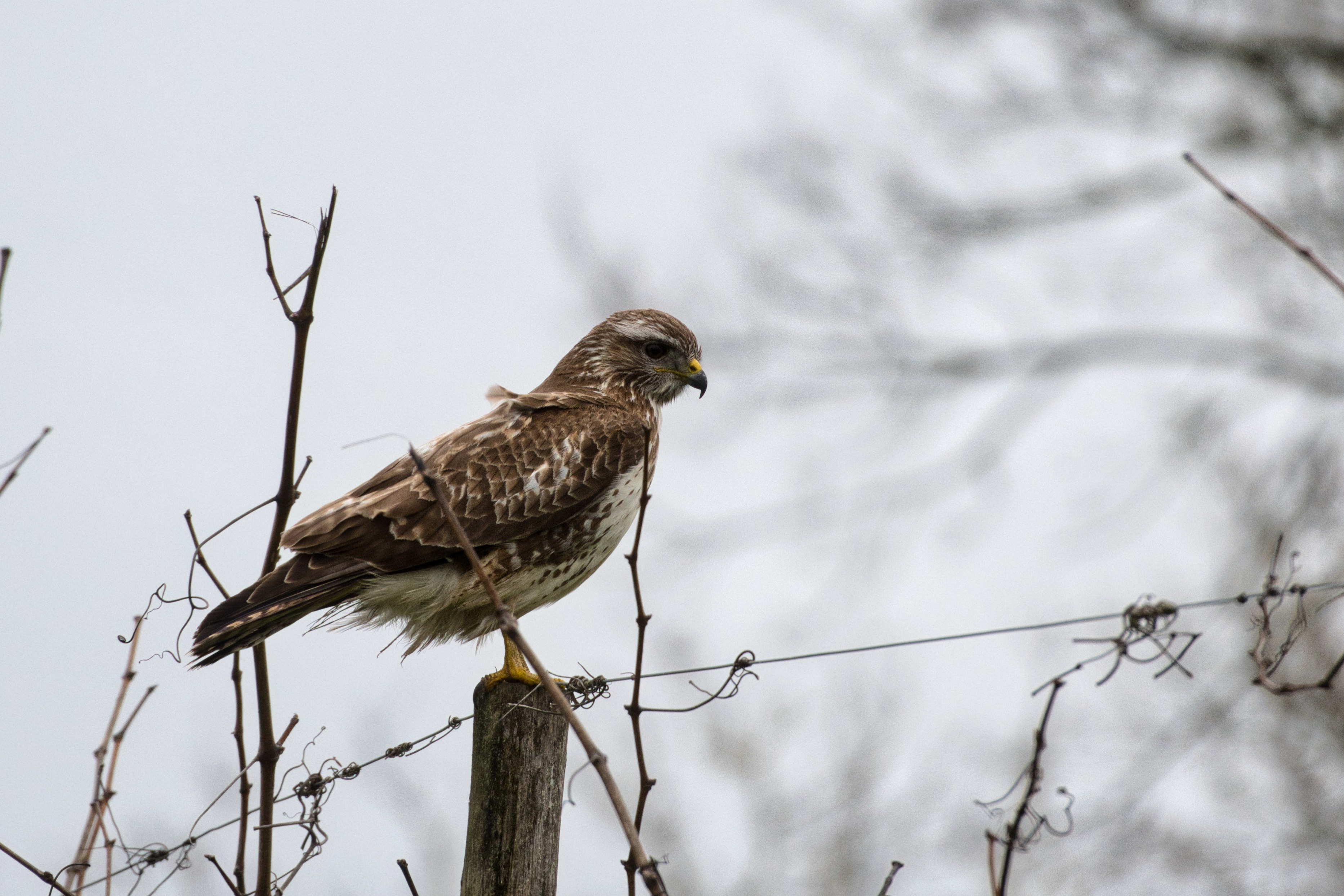 Un superbe rapace, qui chasse à l'affut au bord des routes et des champs. La buse variable se nourrit de micro mammifères et contribue ainsi à limiter de façon naturelle les ravageurs des cultures (5)