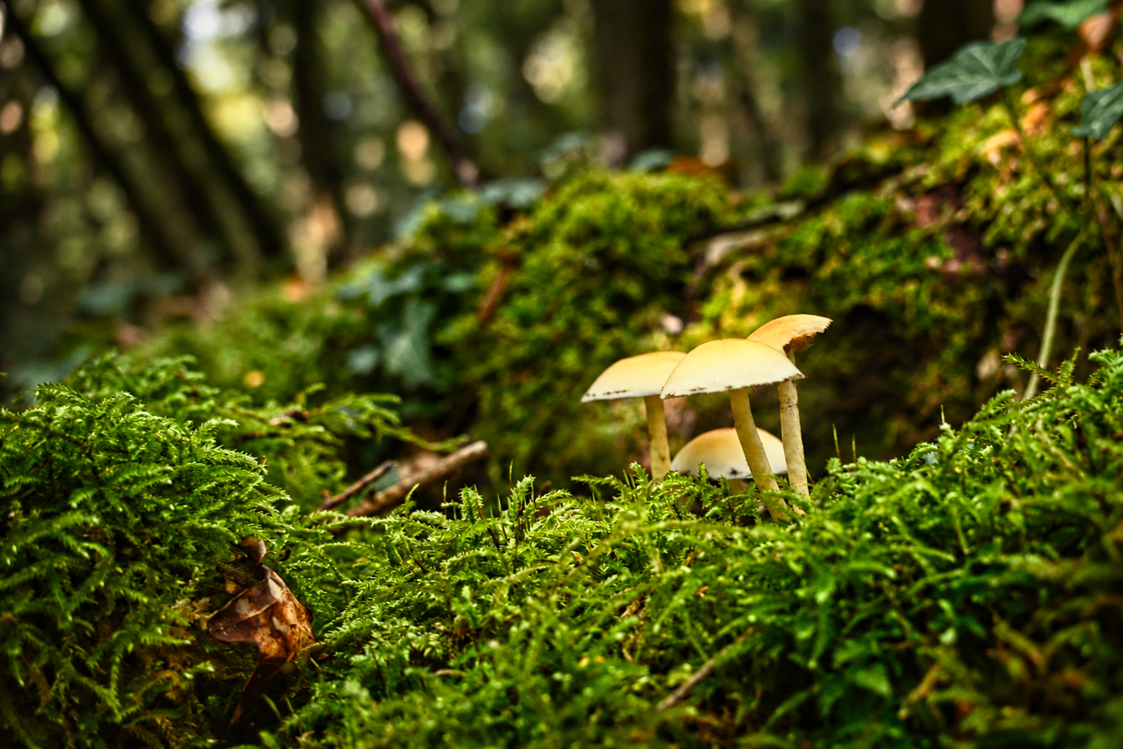 Éclat naturel du champignon forestier (2)