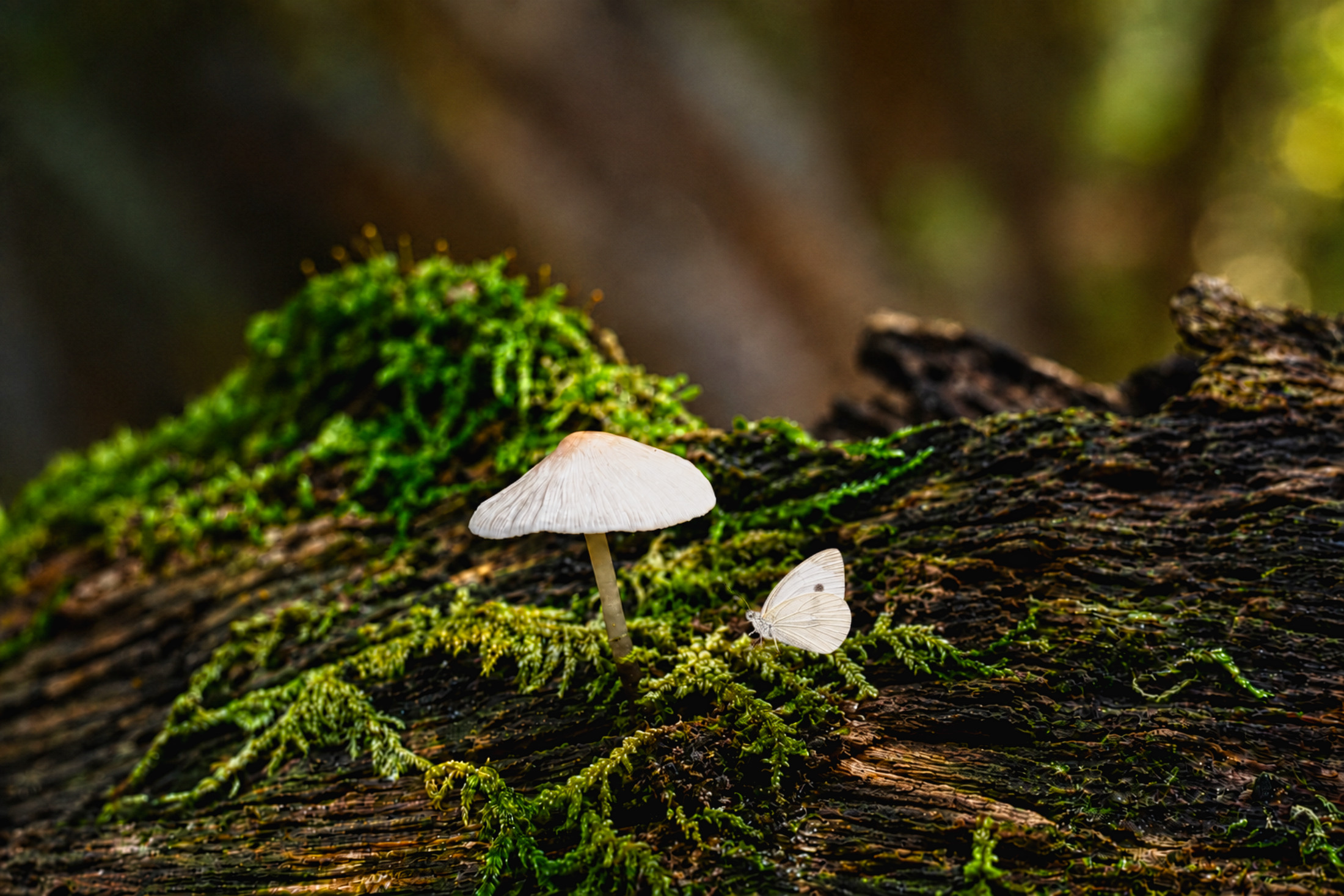 Éclat naturel du champignon forestier (3)