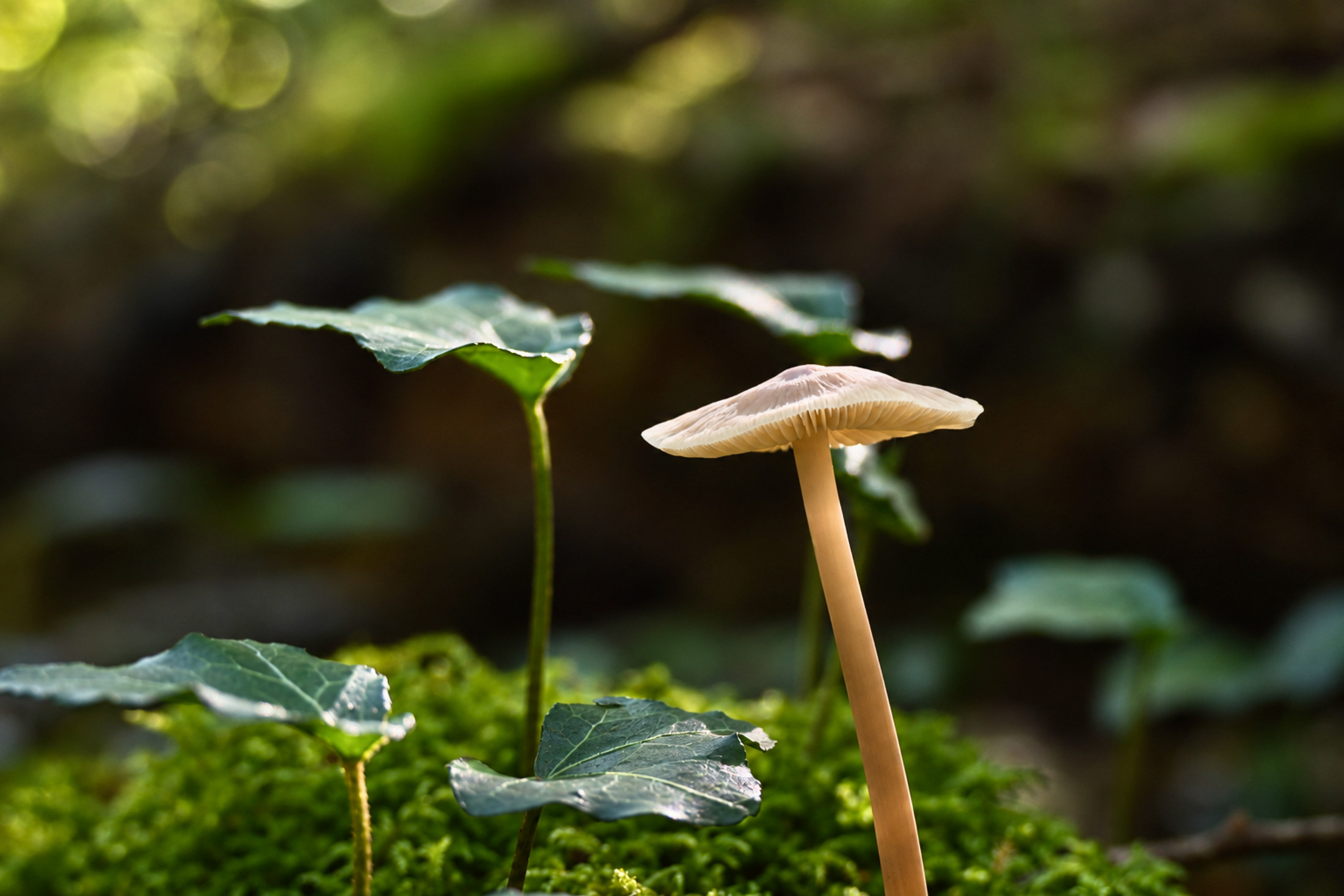 Éclat naturel du champignon forestier