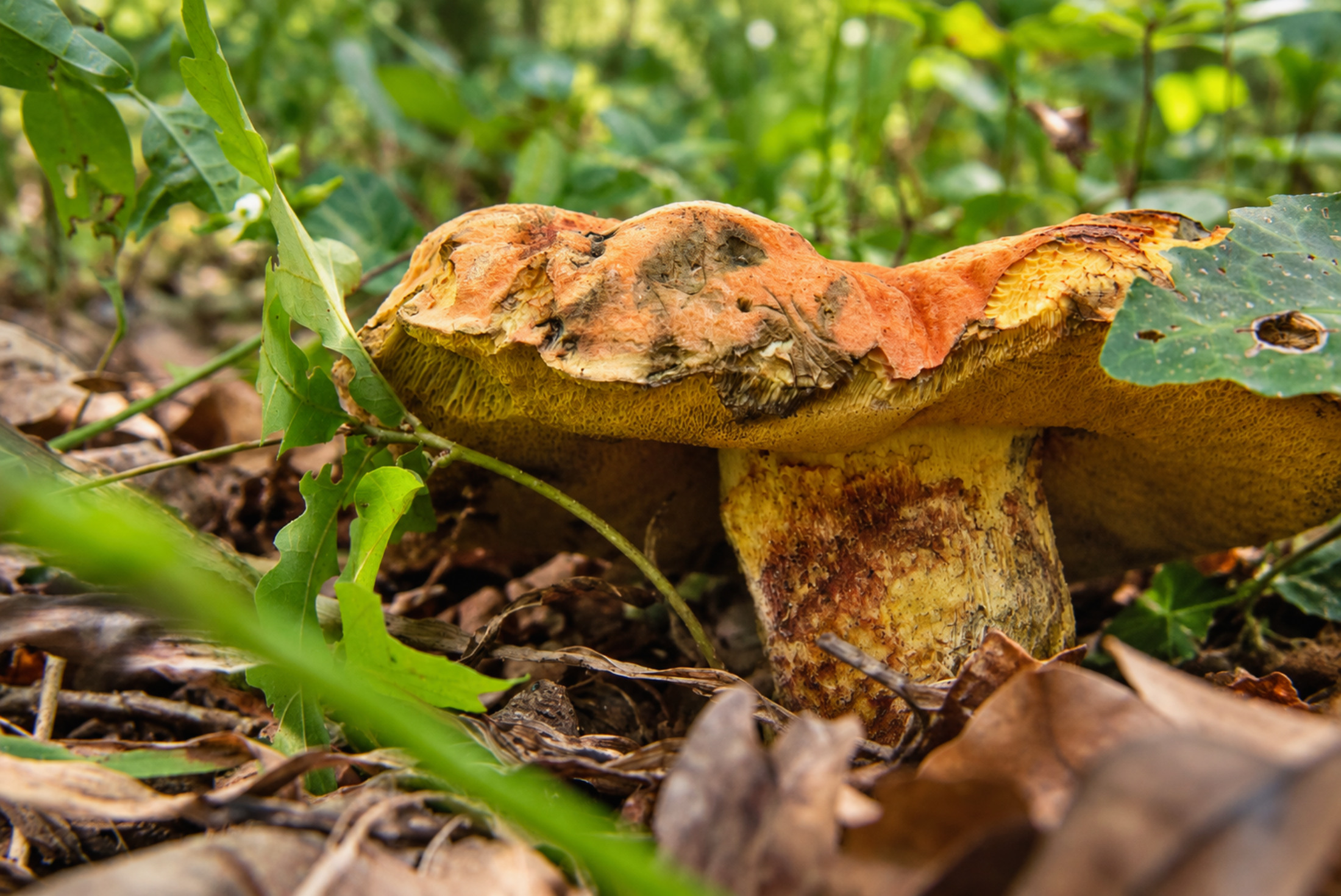 Bolet à pied rouge sous lumière douce