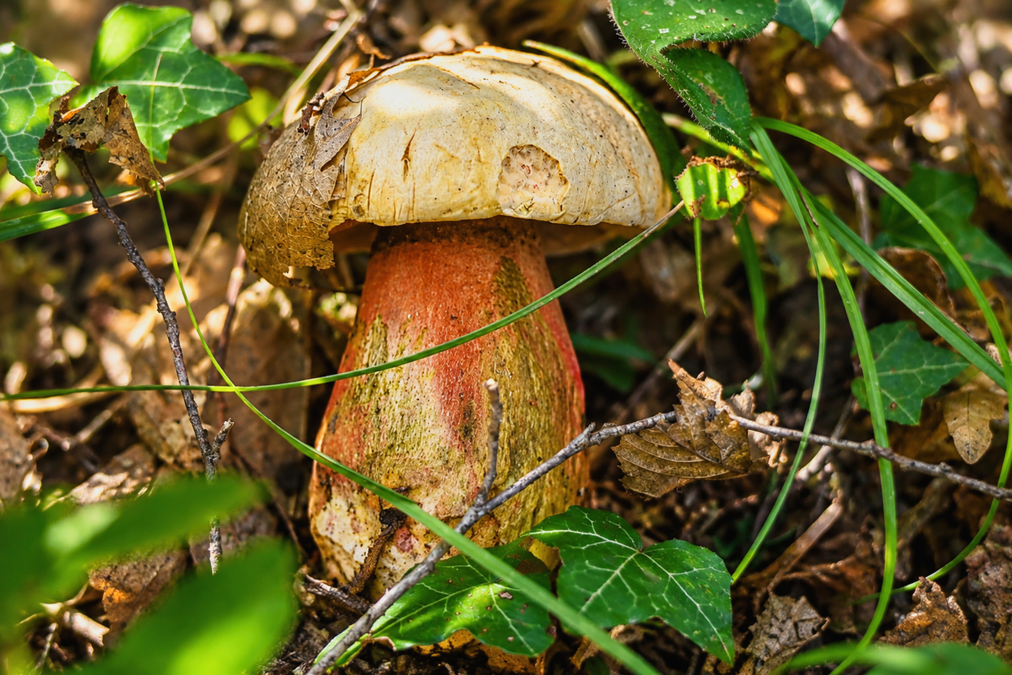 Bolet au cœur de la forêt