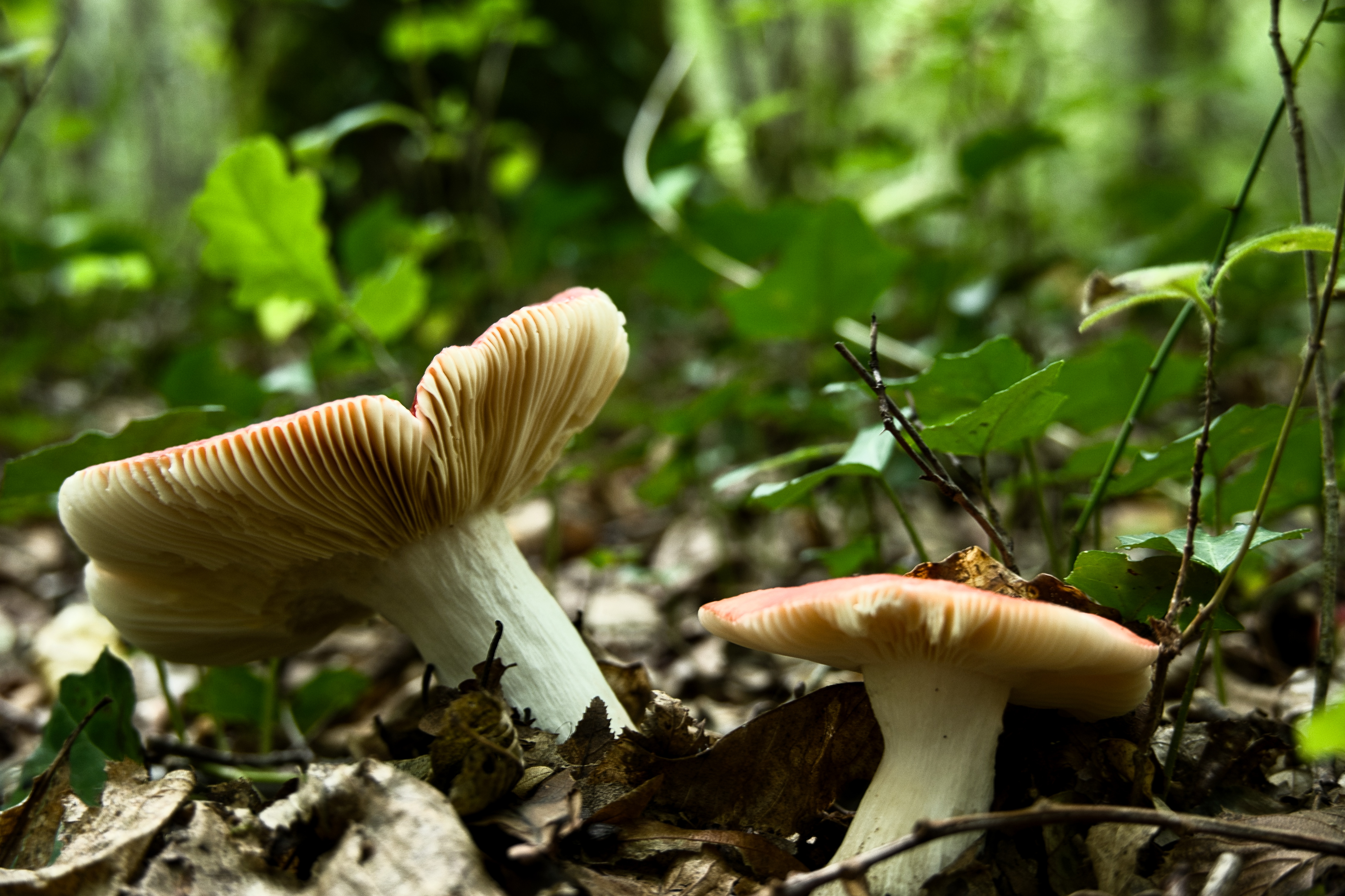 Champignons de septembre (63)
