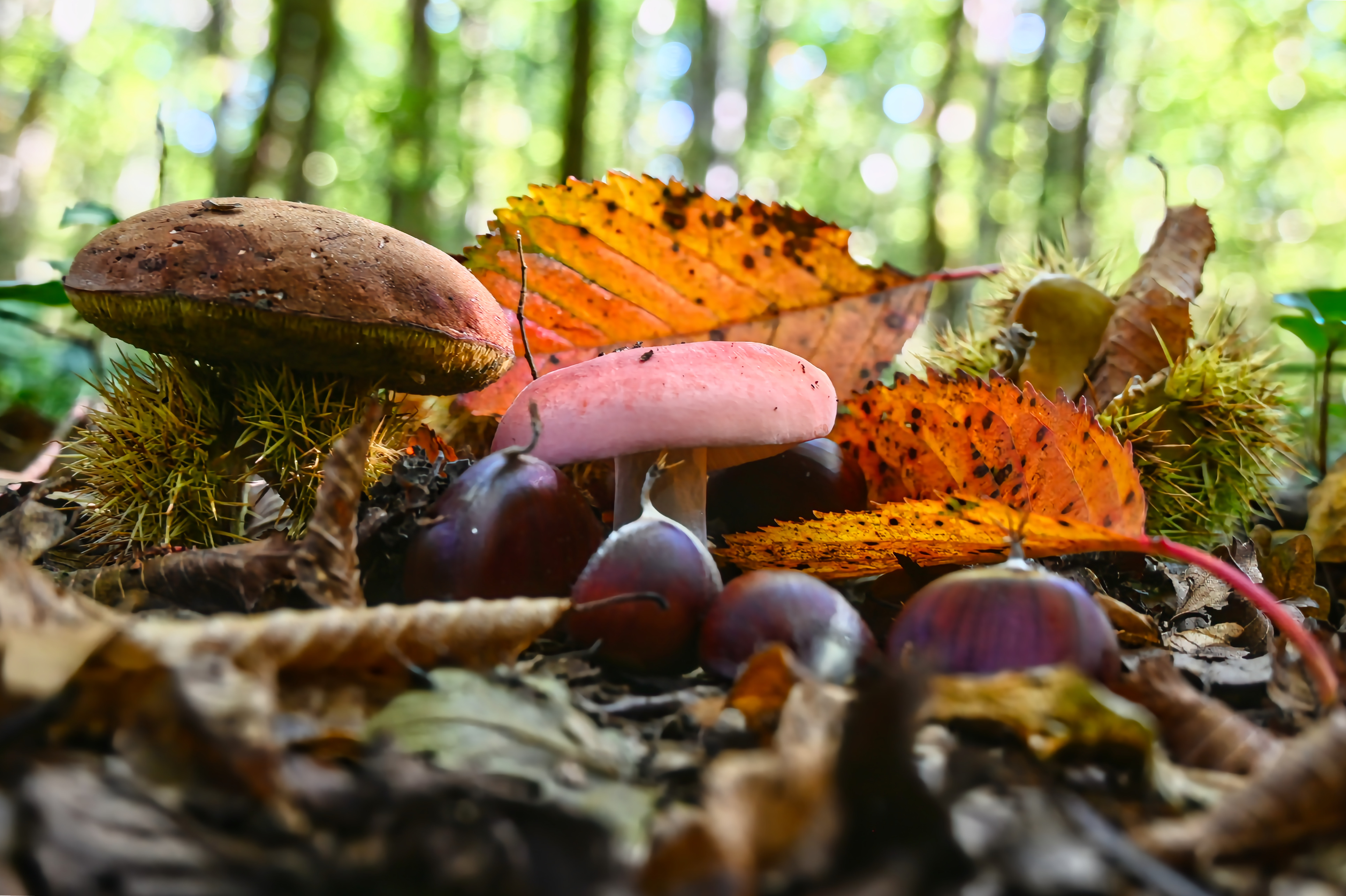 Champignons de septembre 29 (19)
