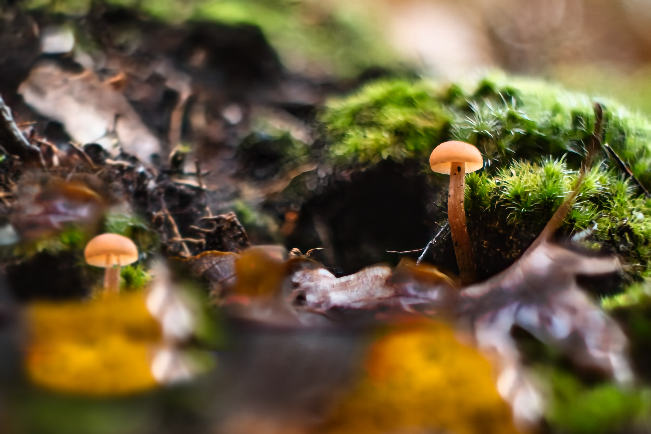 L'automne promenons nous dans les bois (3)