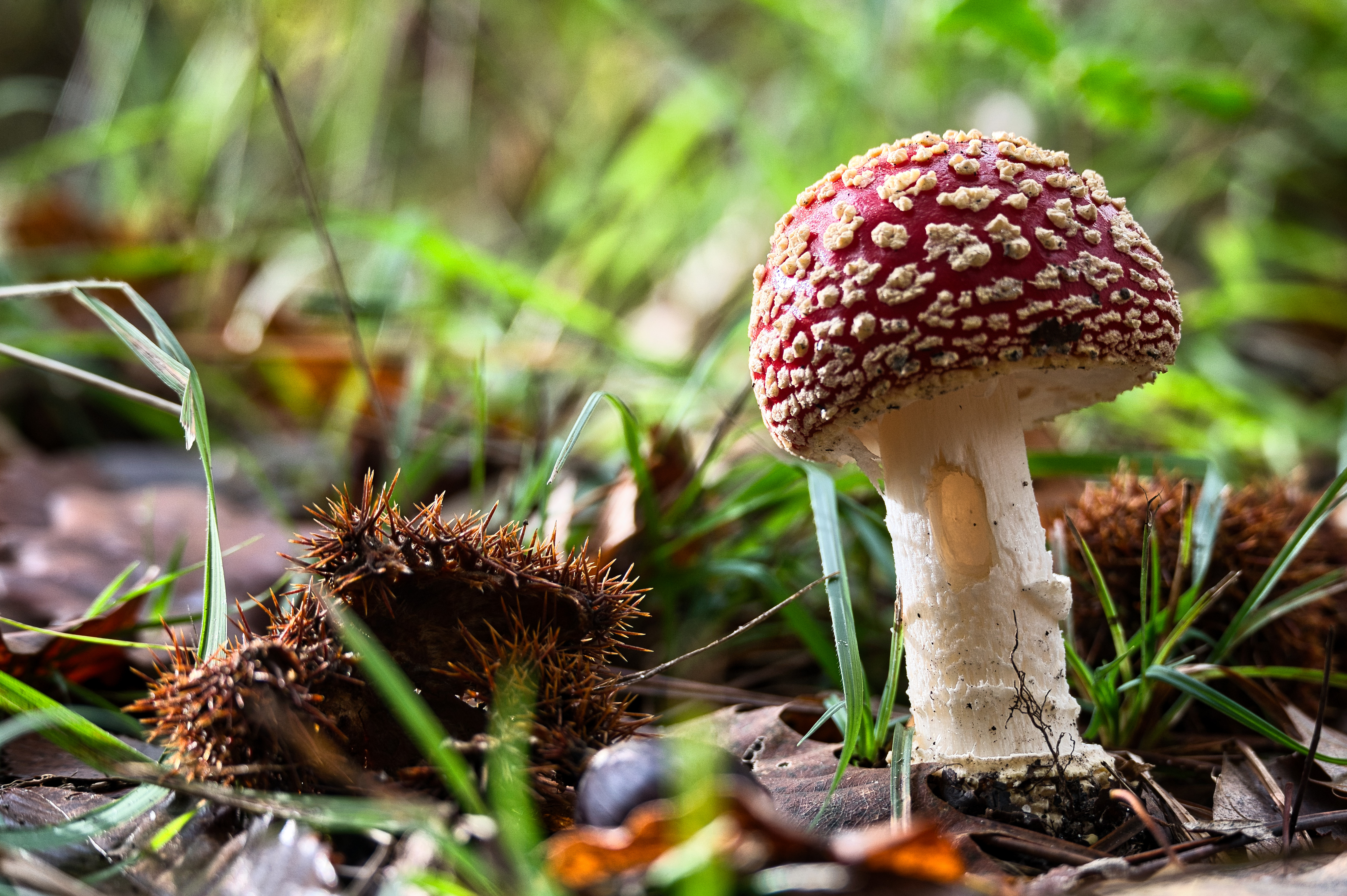 L'automne promenons nous dans les bois (53)