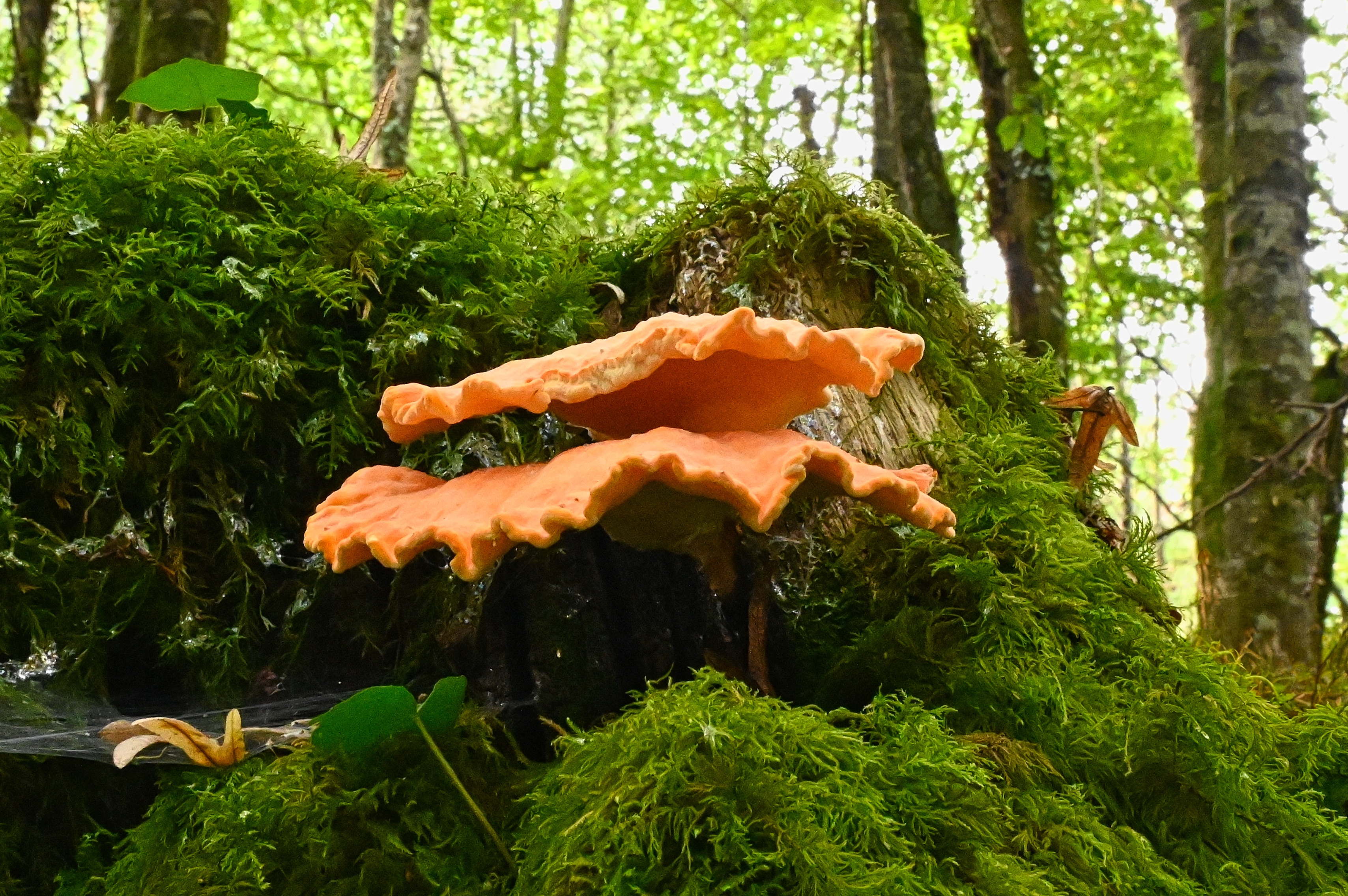 Les couleurs secrètes du sous bois