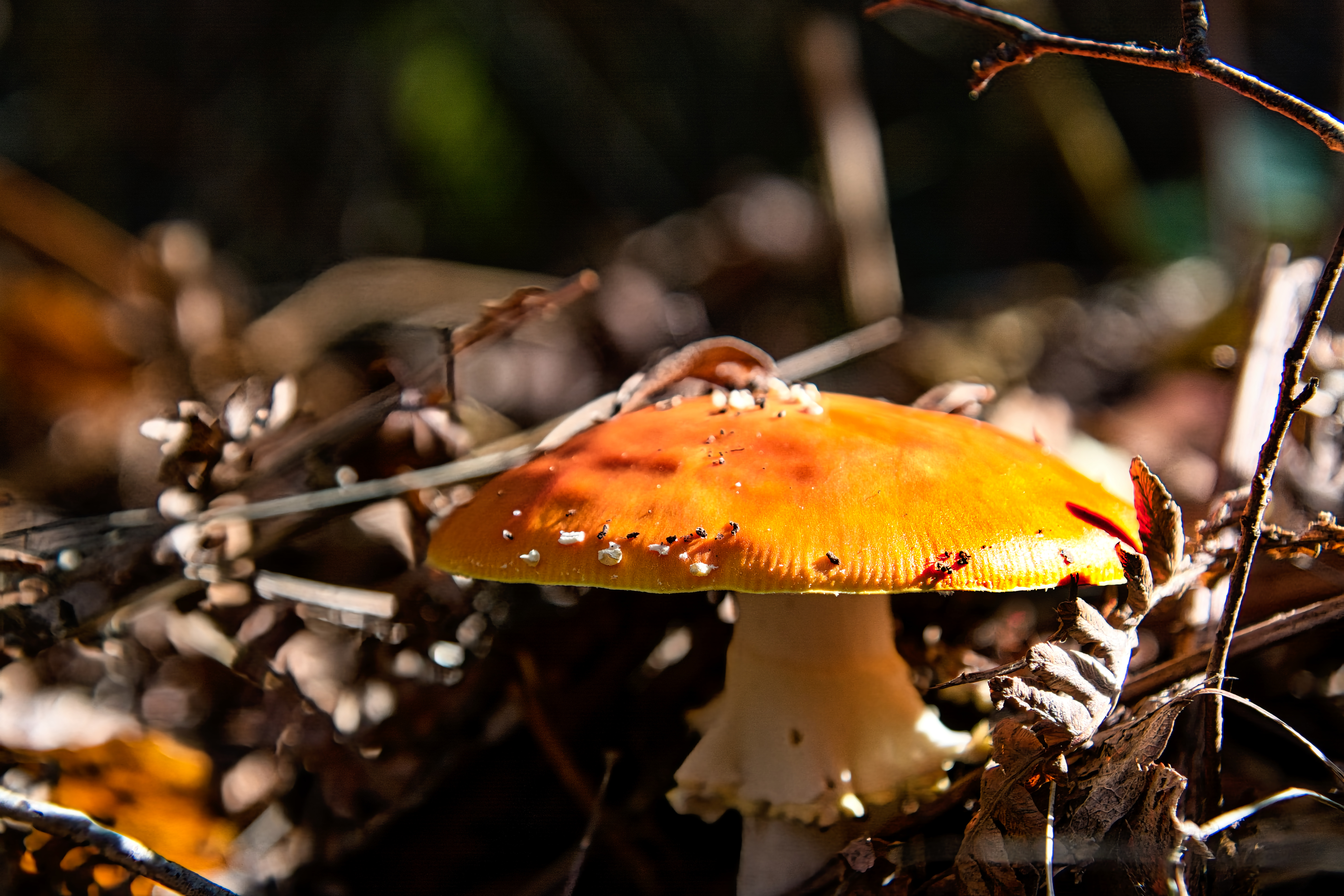 Quelques Champignons (2)