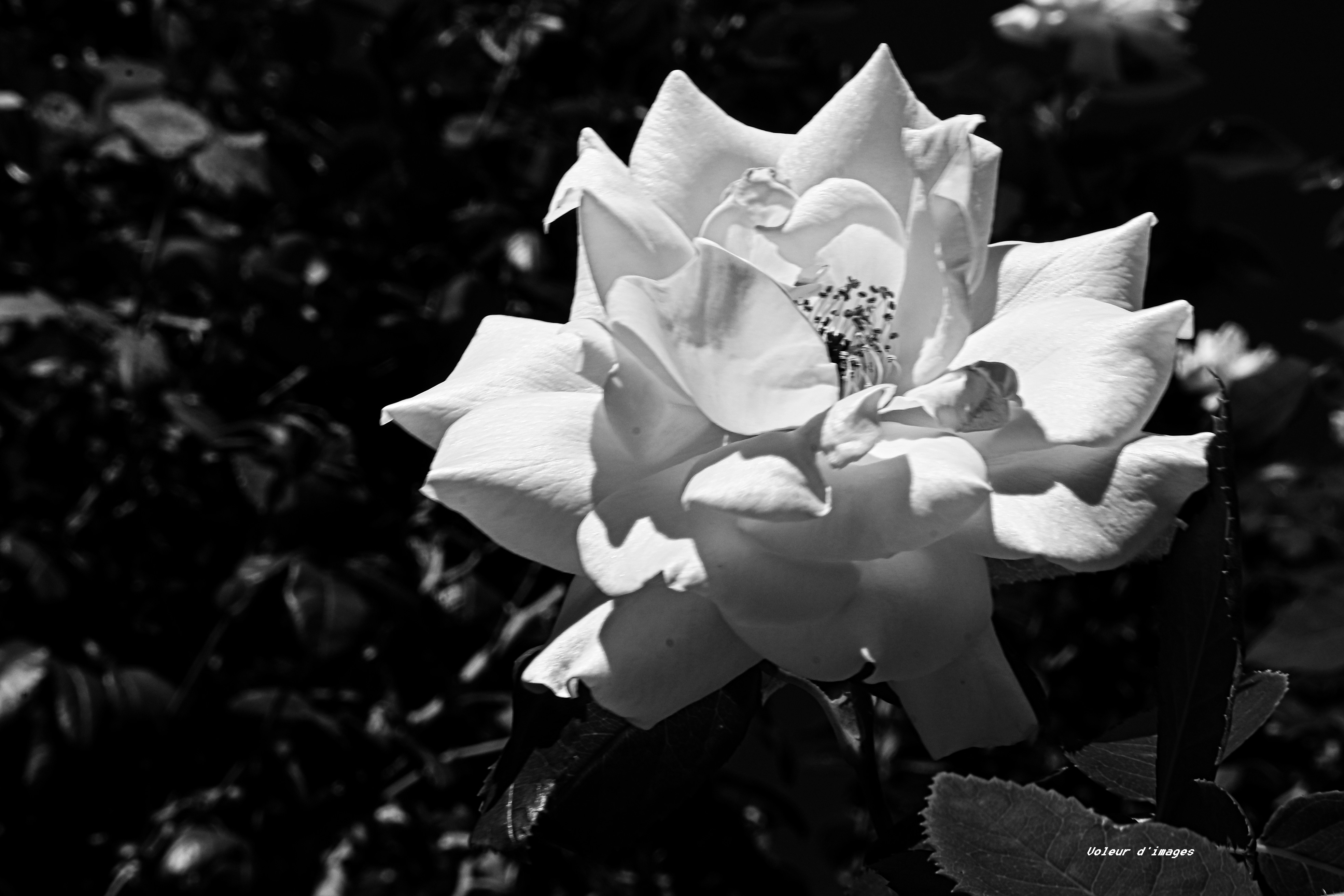 L’élégance en noir et blanc