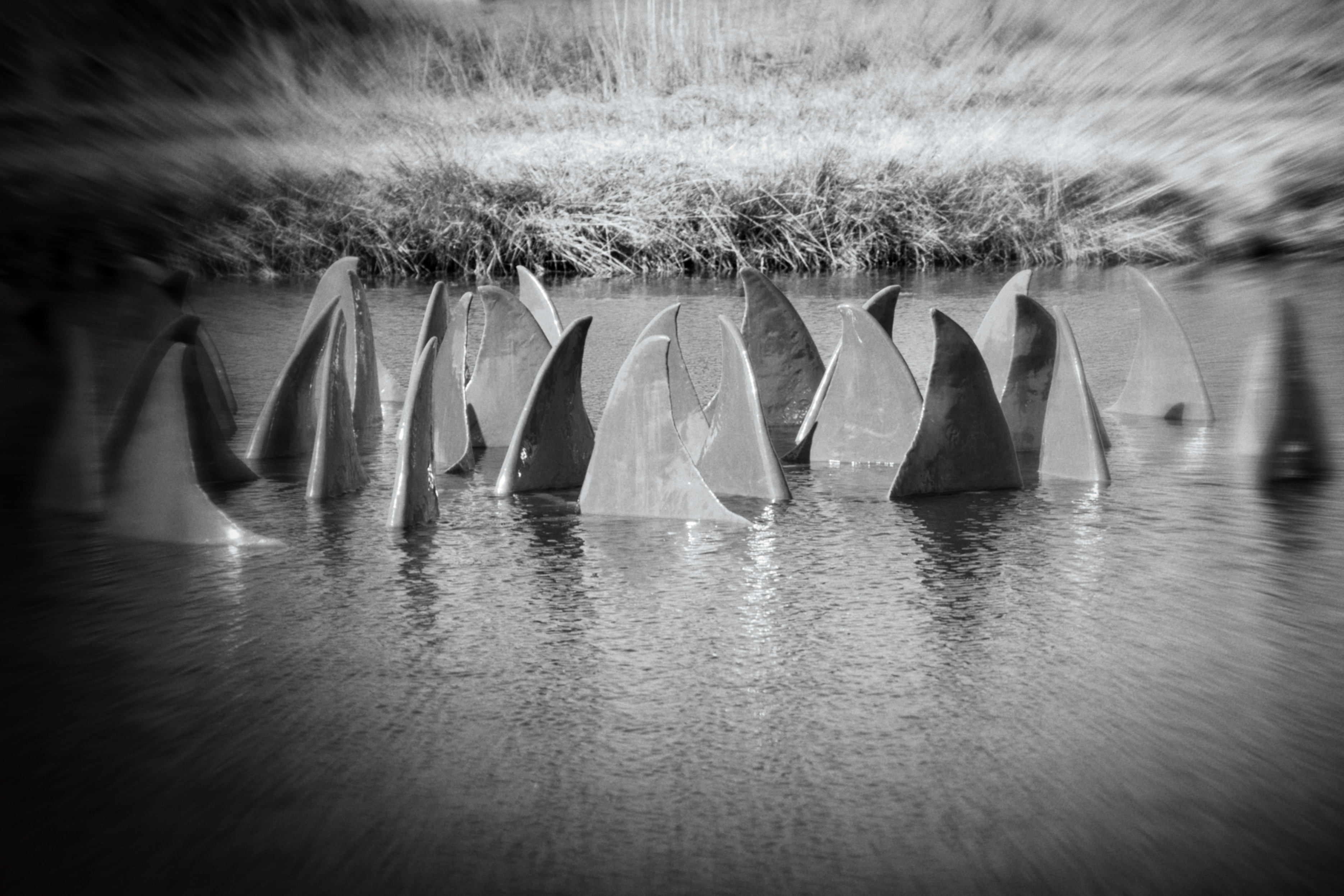 Les Sentiers des Arts 2025 Echappée marine La Tremblade, Olivier Thomas Marineland