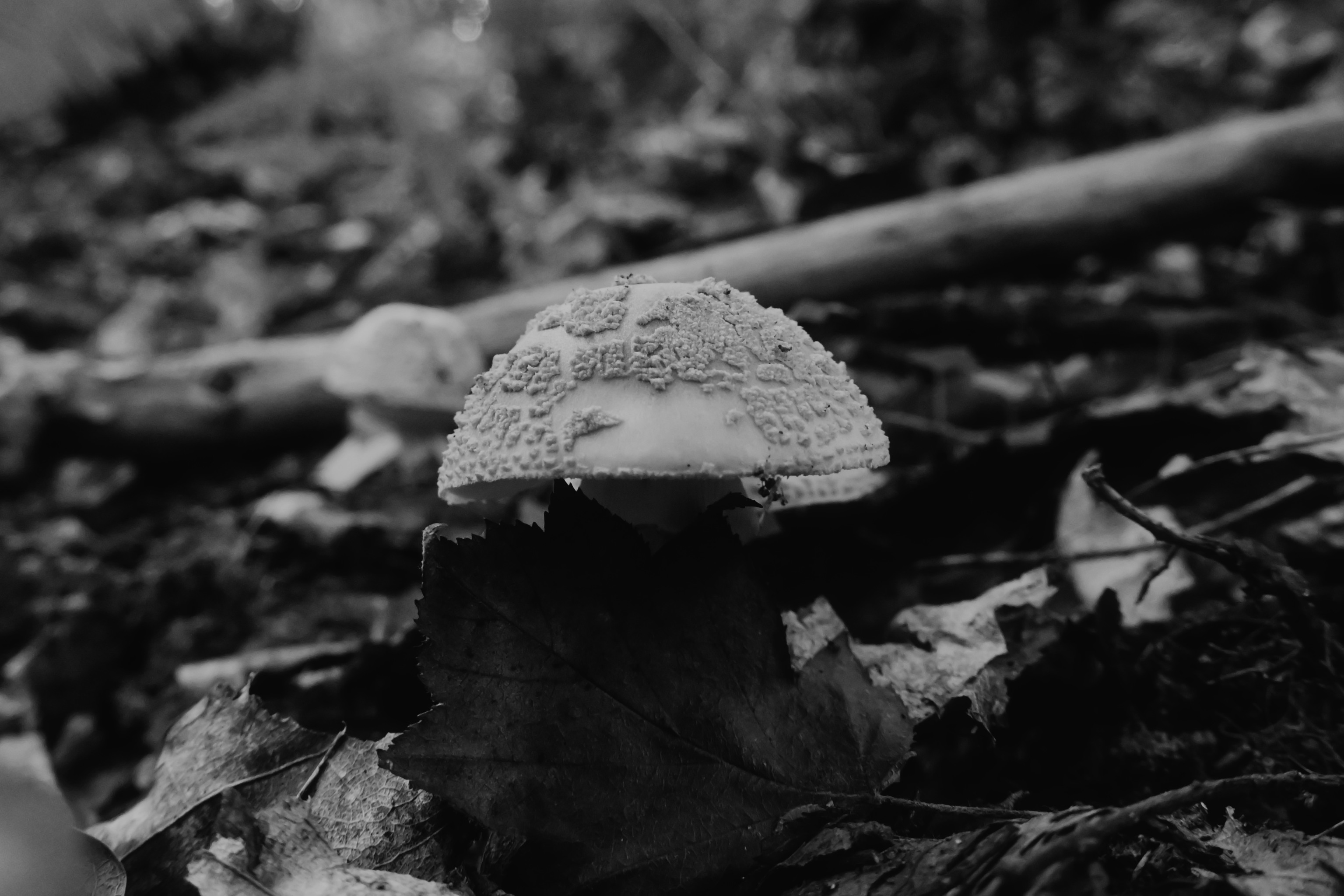Seul parmi les feuilles